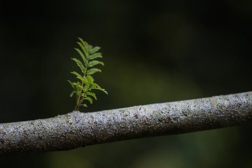 A branch with a small leave growing out of it. The background is dark green and the image is clear.
